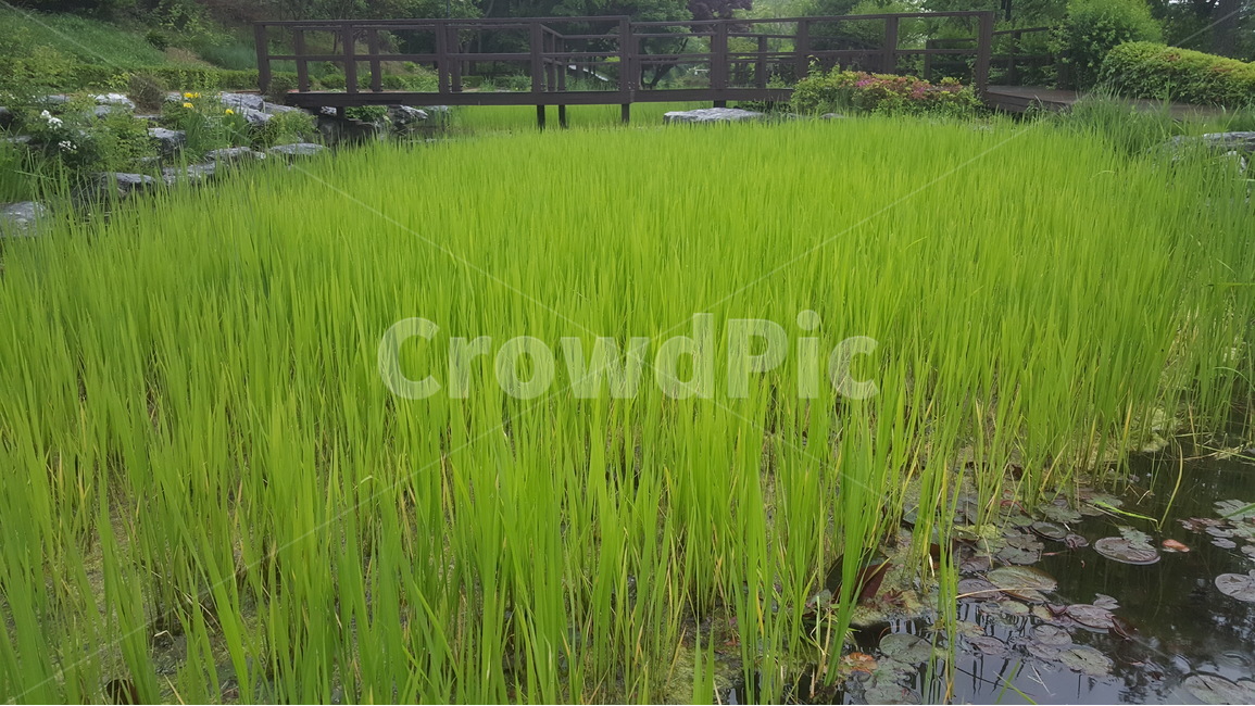 푸르름,열정,남산,남산둘레길,5월,자연,풍경,nature,landscape,식물,plants,grassland,목초지,field,들,outdoors,옥외,vegetation,초목,plant,paddy field,패디 필드