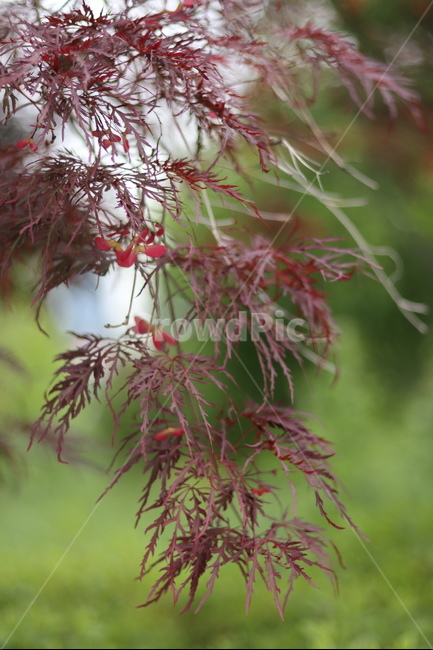 홍공작나무,붉음,연두,봄,빛,식물,자연,plants,nature