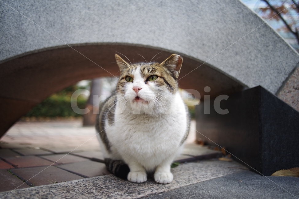 	고양이,길고양이,길냥이,애완동물,반려동물,생명,자연,야생,야생동물,야생고양이,미묘,미냥,cat,kitty,kitten,cute,lovely,adorable,pet,animal,street,streetcat,stray,straycat,wild,wildlife,wildcat,wildanimal,nature,natural,beauty,beautiful,동물,animal,포유류,mammal,고양이,cat,kitten,kitty