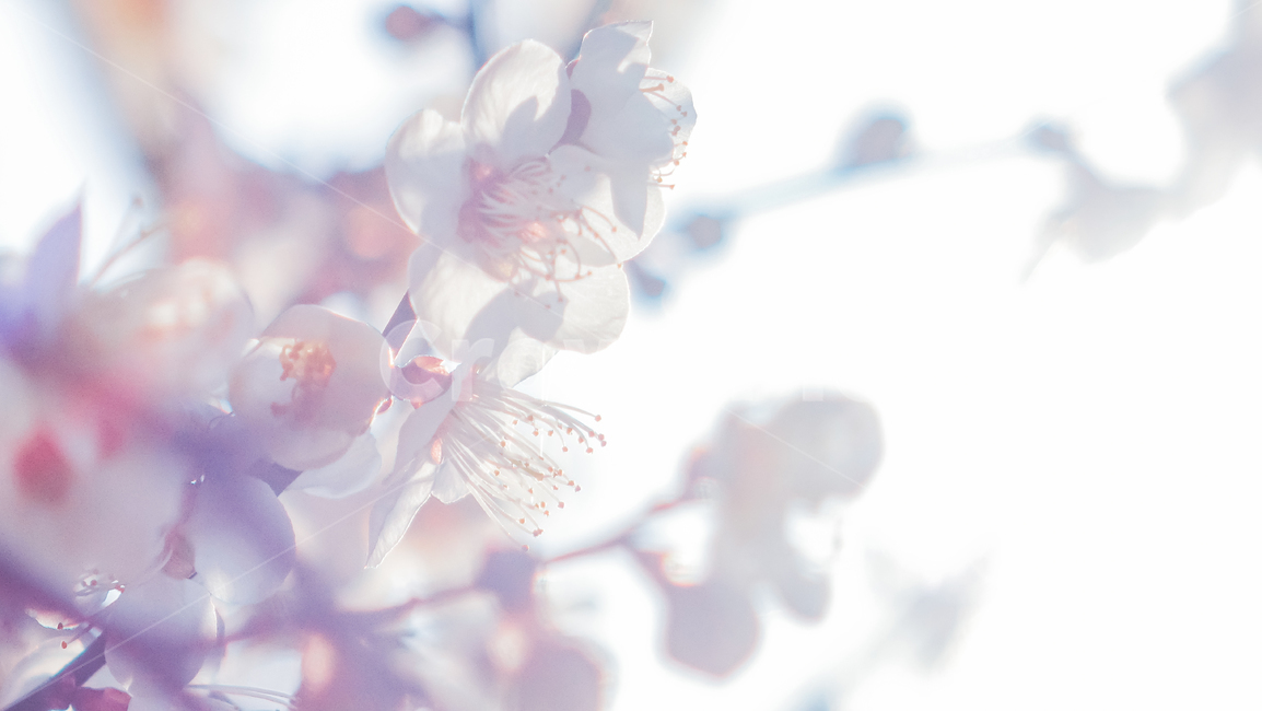 plant,꽃,blossom,flower,cherryblossom,매화,매화꽃,봄,식물,매화축제,봄꽃,봄풍경,빛,light,nature,매화나무,자연,꽃나무
