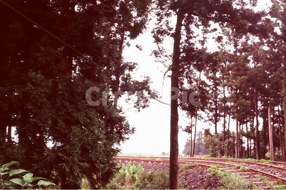 레일,숲,자연,나무,tree,film,레일바이크