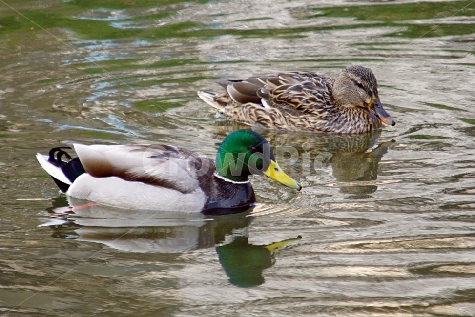 오리,조류,새,청둥오리,생명,자연,철새,동물,animal,조류,새,birds