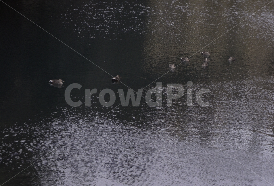 강,바다,오리,물,새,물결,제주도,동물,animal,조류,새,birds