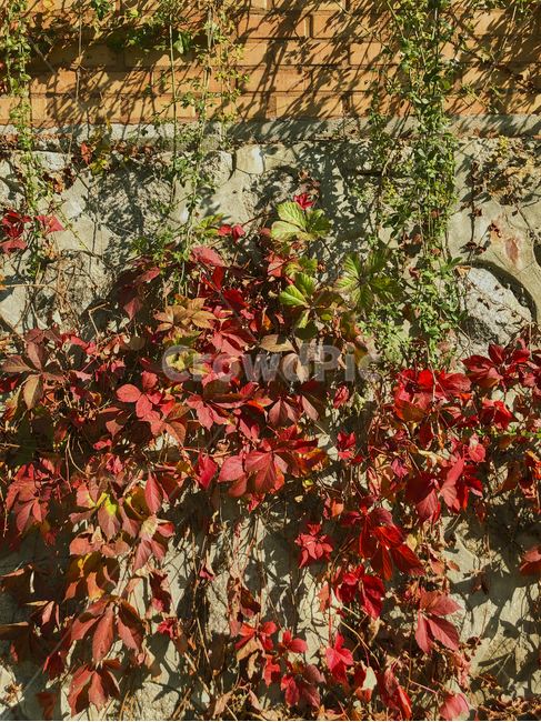 식물,가을,단풍,잎,나무,가을,계절,fall,autumn,season,plant,leaf,tree