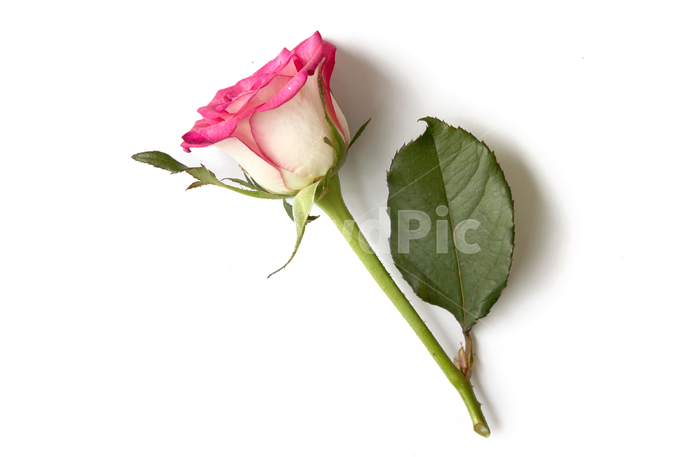 꽃,장미,장미꽃,핑크,생화,rose,flower,pink,신선한,green,leaf,leaves,녹색,그린,잎,나뭇잎,장미잎,탑앵글,식물,사랑,로맨스,love,romantic,한송이,one,꽃,flower,누끼,remove background