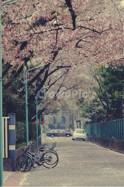 벚꽃,cherryblossom,cherry,벚나무,white,화이트,꽃,flower,봄,spring,꽃잎,핑크,pink,분홍,자전거,일본,japan,도쿄,tokyo,봄,계절,spring,season,골목길,alley,bike,vehicle,차량,bicycle,transportation,교통,wheel,바퀴,machine,기계