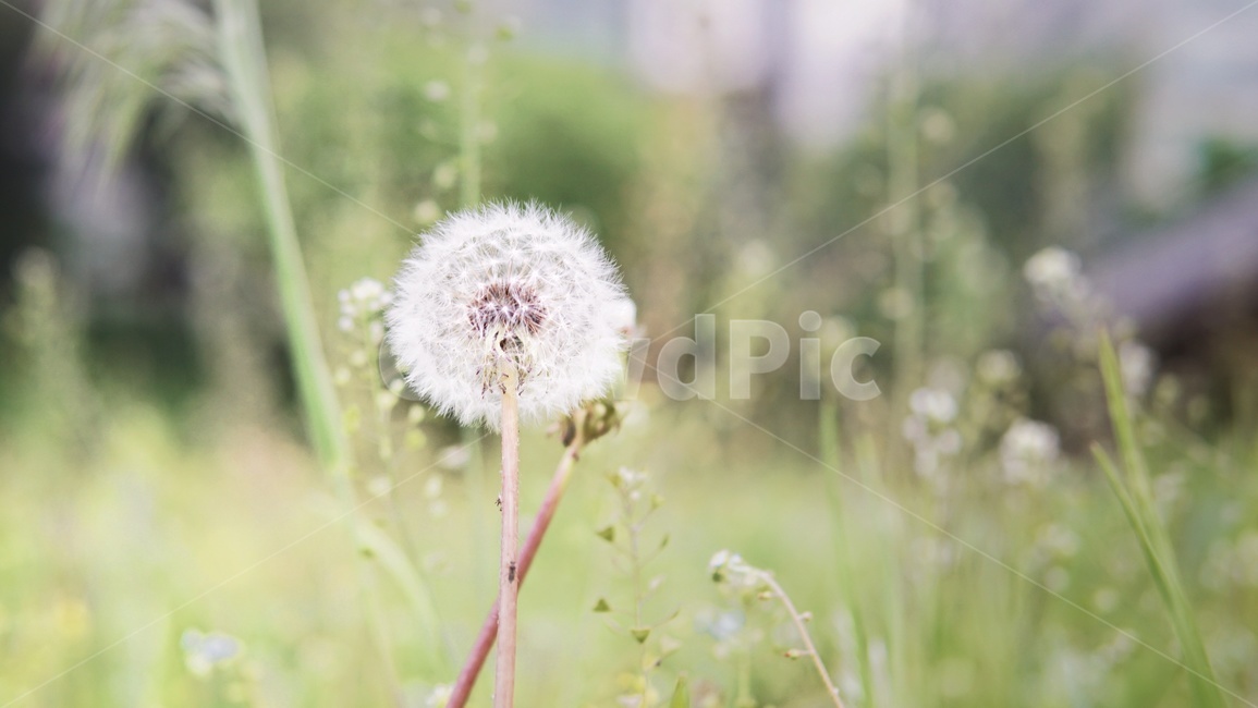 민들레,민들레꽃,봄꽃,들꽃,자연,flower,봄풍경,한국자연,봄,계절,식물,자연,plants,nature,꽃,flower