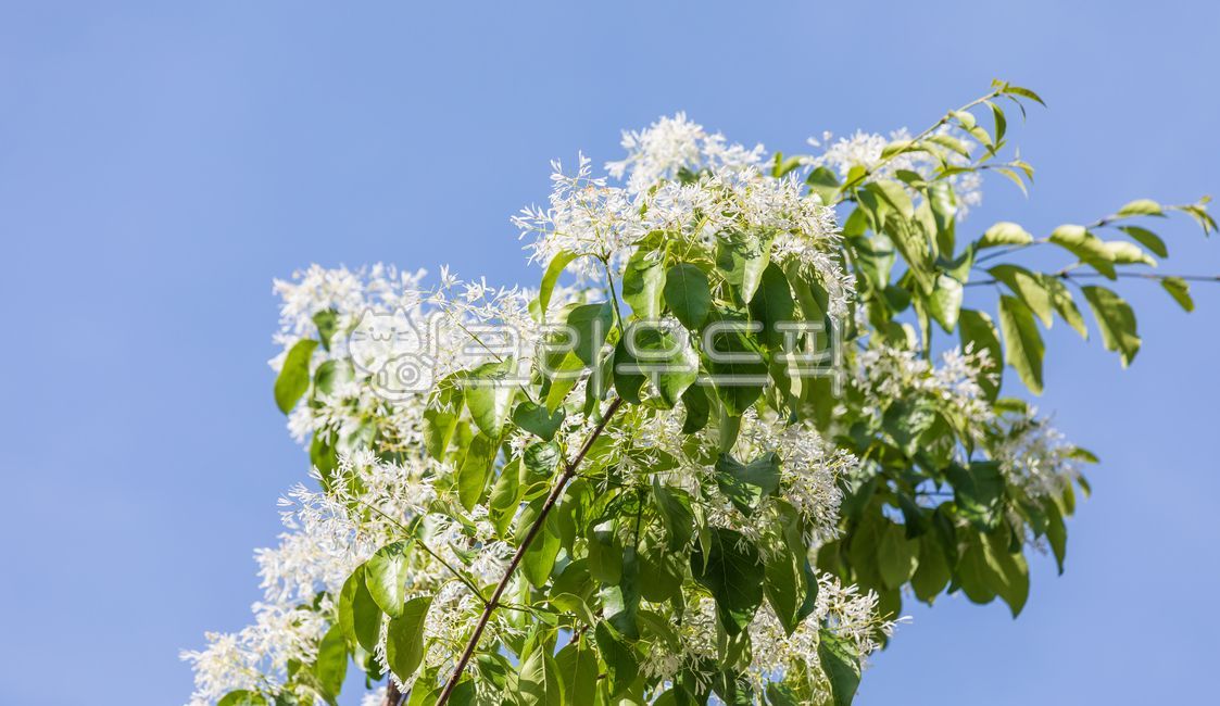 sunshine,spring,chionanthusretusus,petal,Ash family,white,leaves,Ipop tree flower,plants,broadleaf tall tree,oleaceae,chinesefringetree,fringetrees,sky,pop tree,green,nature,leaf,flower,outdoor,chionanthus,warm,sunlight,White,blue,plant,ornamentaltree,Ipo