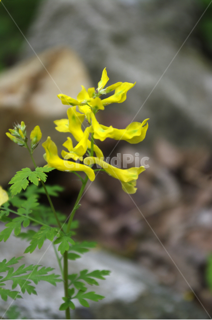 꽃,식물,flower,plant,color,식물,자연,plants,nature,꽃,flower