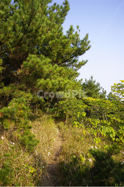 나무,식물,숲,초록,plant,자연,풍경,nature,landscape,bush,부시,vegetation,초목,tree