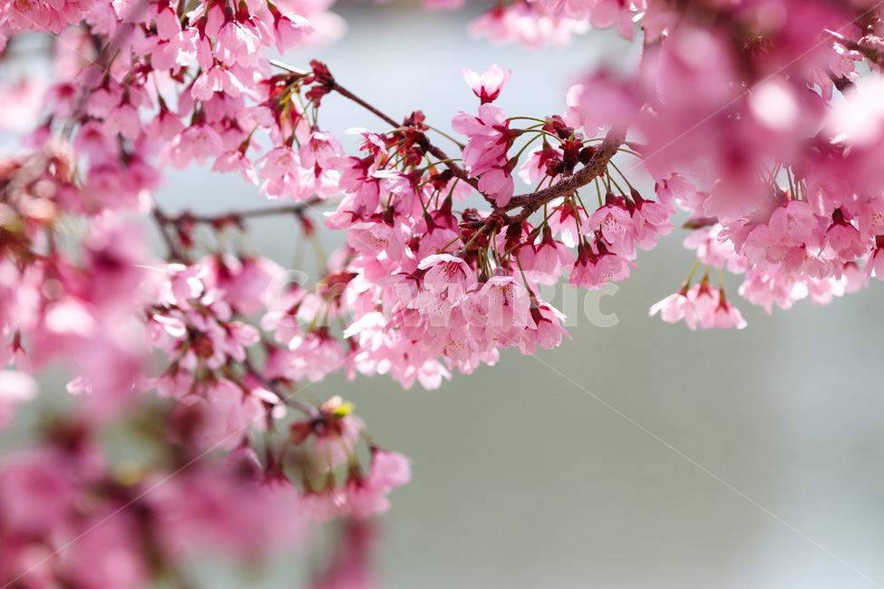 봄,봄날,봄꽃,꽃,벚꽃,아름다운,식물,계절,분홍,pink,cherryblossom,spring,flowers,beautiful,season