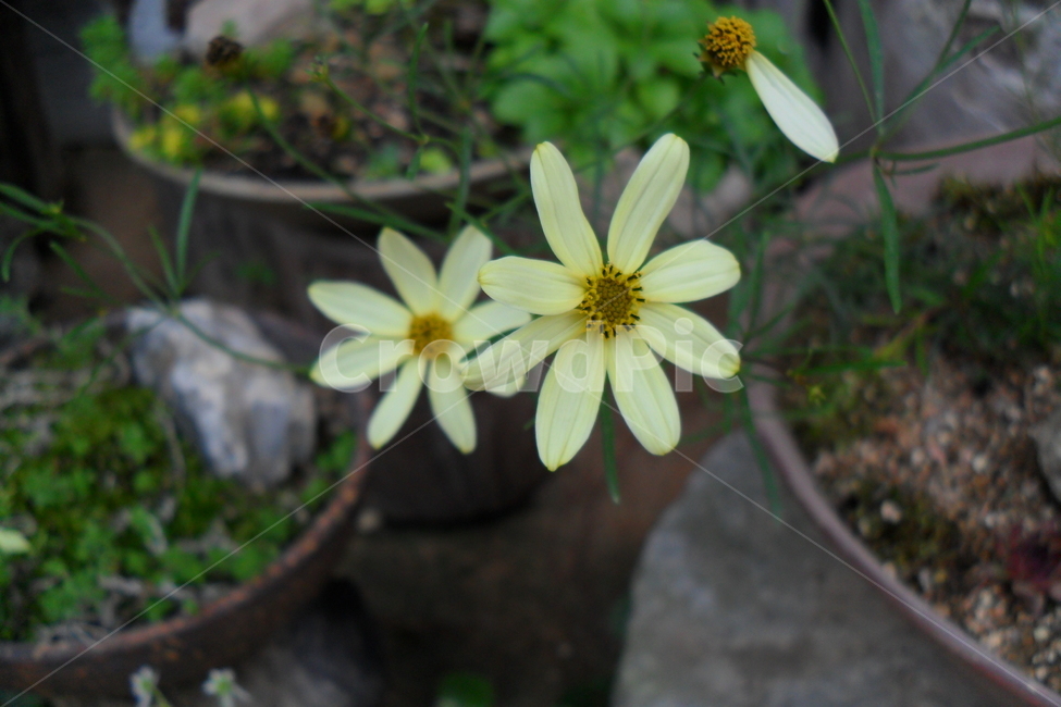 문빔,연노랑,초여름,꽃,화분,식물,자연,plants,nature,꽃,flower