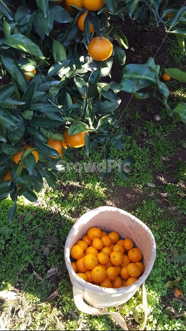 plant,식물,fruit,과일,주황색,감귤류과일,귤,감귤,citrusfruit,감귤밭,귤밭,나무,과일,열매,fruit