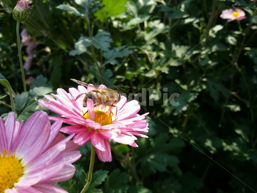plant,식물,insect,곤충,벌,꽃,자연,식물,자연,plants,nature,꽃,flower