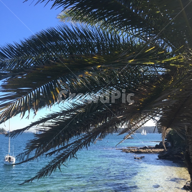 summer,여름,plant,식물,tree,나무,palmtree,야자수