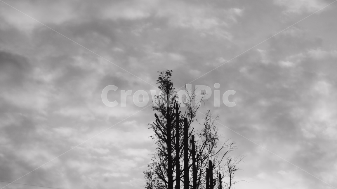 구름,먹구름,새,메타세쿼이아,식물,plant,나무,tree,자연,풍경,nature,landscape,흑백,모노톤,monochrome,black and white