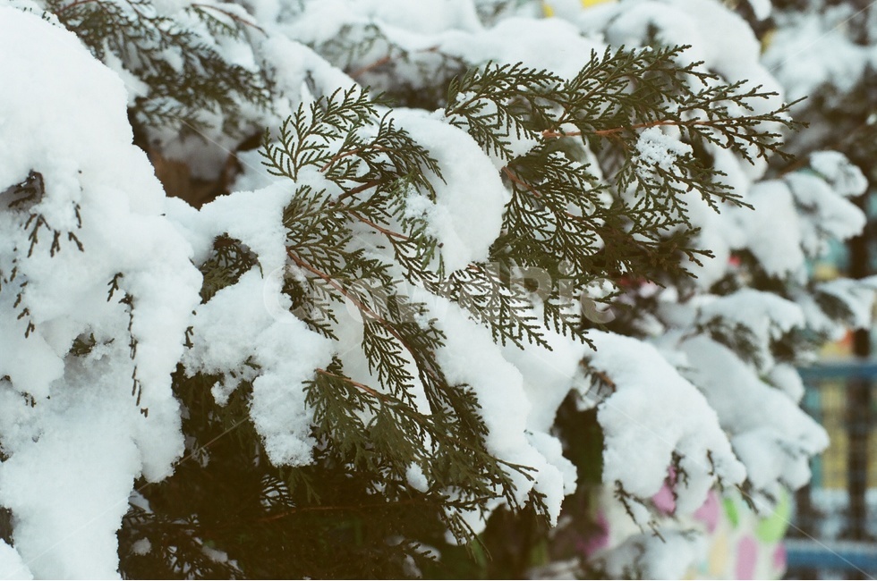 눈,겨울,필름사진,나무,풍경,자연,겨울,계절,winter,season,식물,자연,plants,nature,감성,sensible,feeling