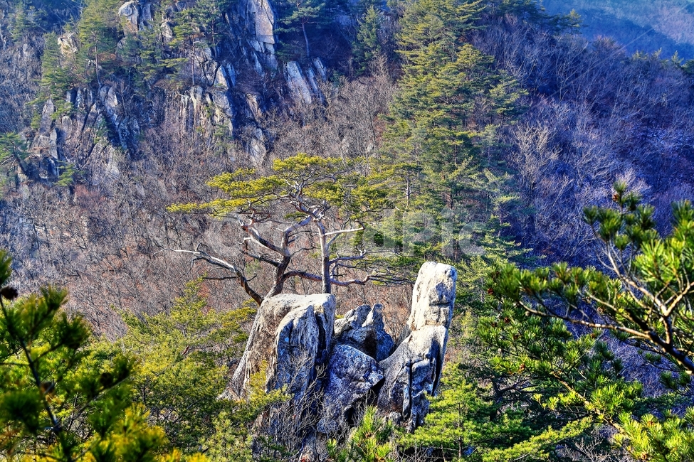 황정산,산,암릉,소나무,나무,자연,풍경,nature,landscape