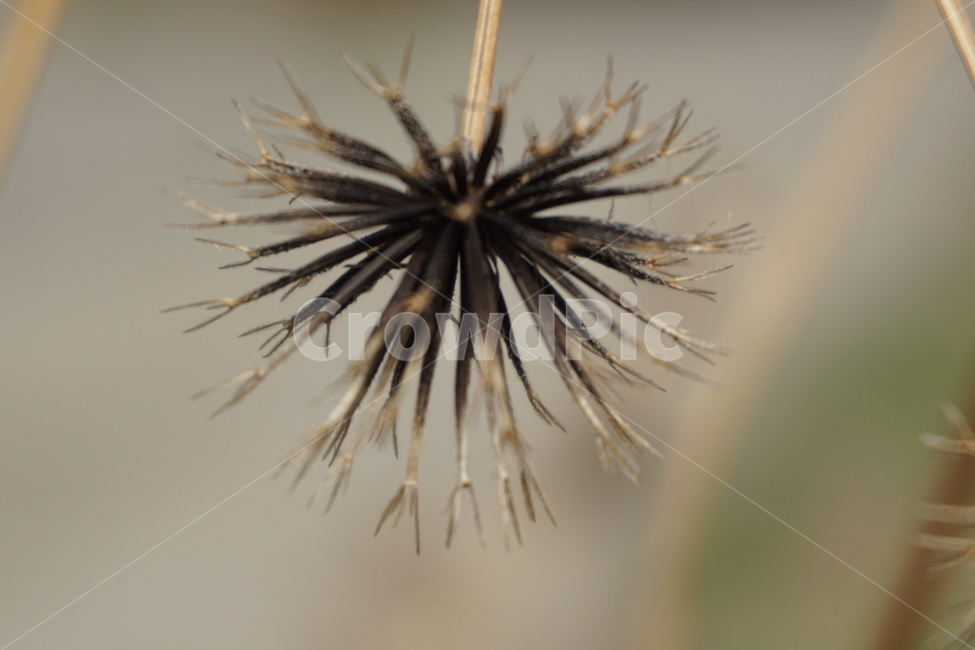도깨비풀,도깨비가시,마른가지,마른풀,3월,진한갈색,갈색,식물,자연,plants,nature