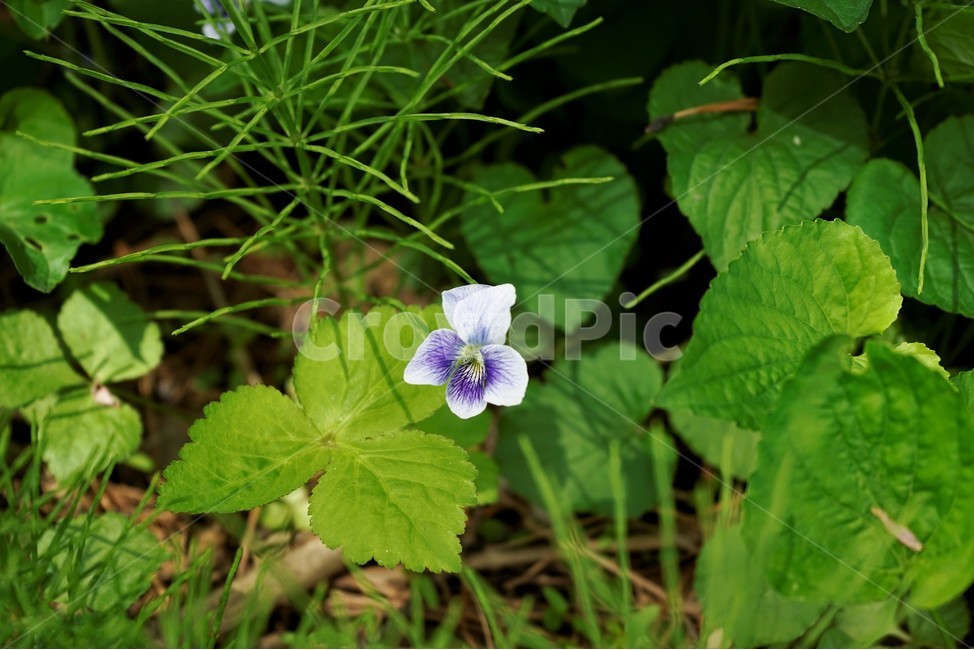종지나물,제비꽃,미국제비꽃,봄꽃,보라색,식물,bloom,flower,spring,nature,season종지나물,season,흰색