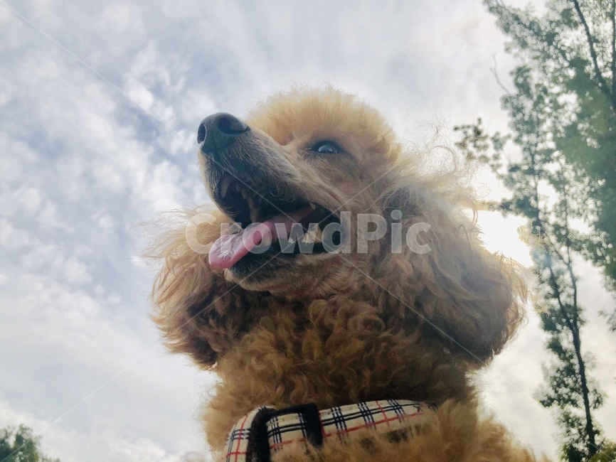 강아지,웃는강아지,하늘,푸들,웃는모습,동물,animal,포유류,mammal,개,강아지,dog,doggy