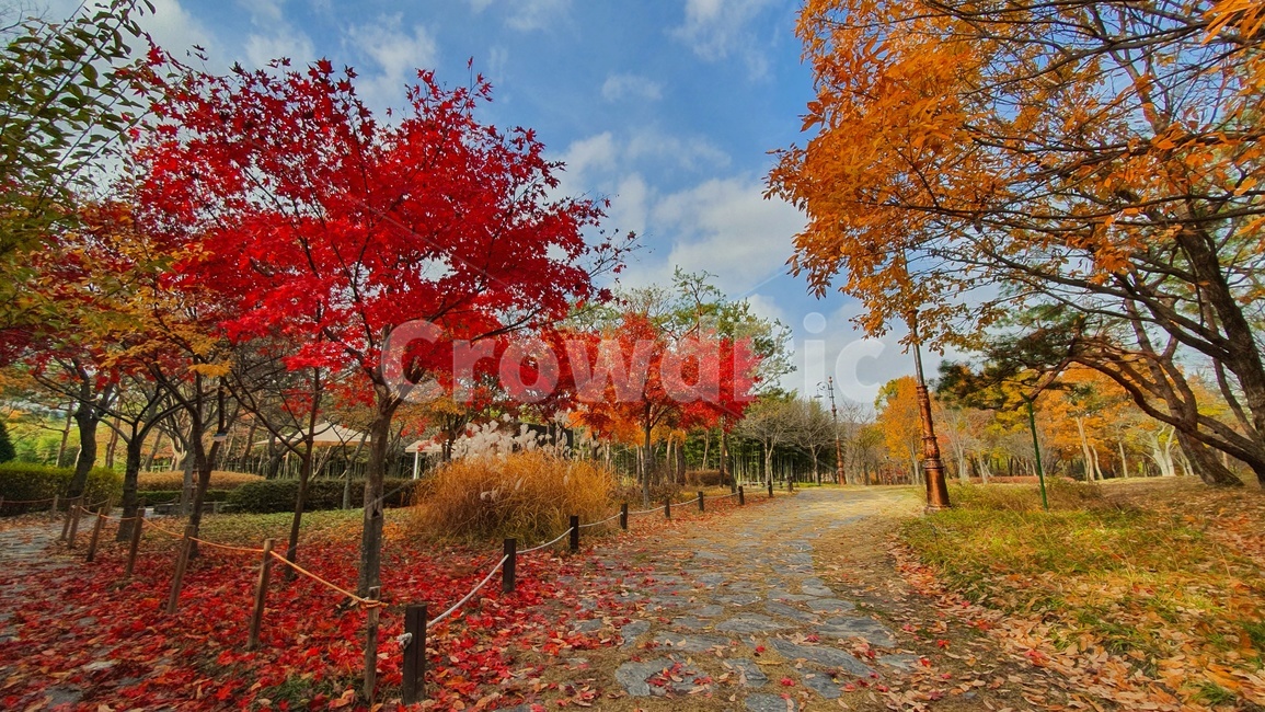 잎,식물,나무,단풍,maple,tree,leaf,plant,가을,계절,fall,autumn,season