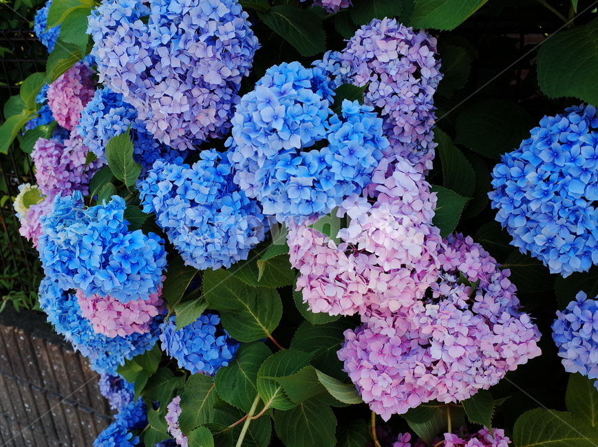 수국,파란수국,분홍수국,여름,여름꽃,hydrangea,summer,flower