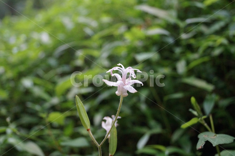 야생화,뻐꾹나리,들꽃,식물,백합과,여러해살이풀,식물,자연,plants,nature,꽃,flower