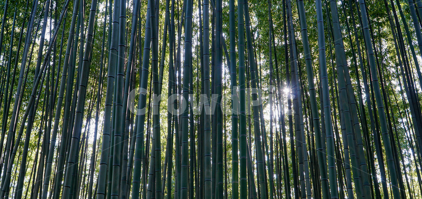 담양대나무,시원한대밭,coolfield,대나무,bamboo