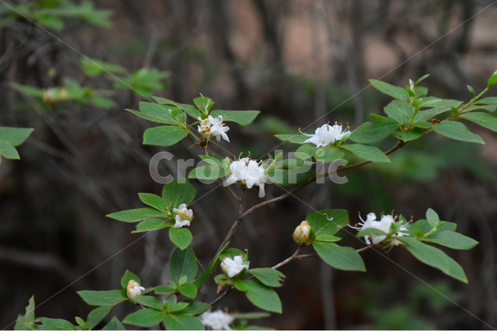 흰참꽃나무,야생화,생태,식물,자연,꽃,여름,힐링,플라워,계절,wildflower,flower,plants,nature,season,배경,목본,나무,감성,느낌,emotion,feeling,진달래과,진달래속,여름꽃,식물,자연,plants,nature,꽃,flower