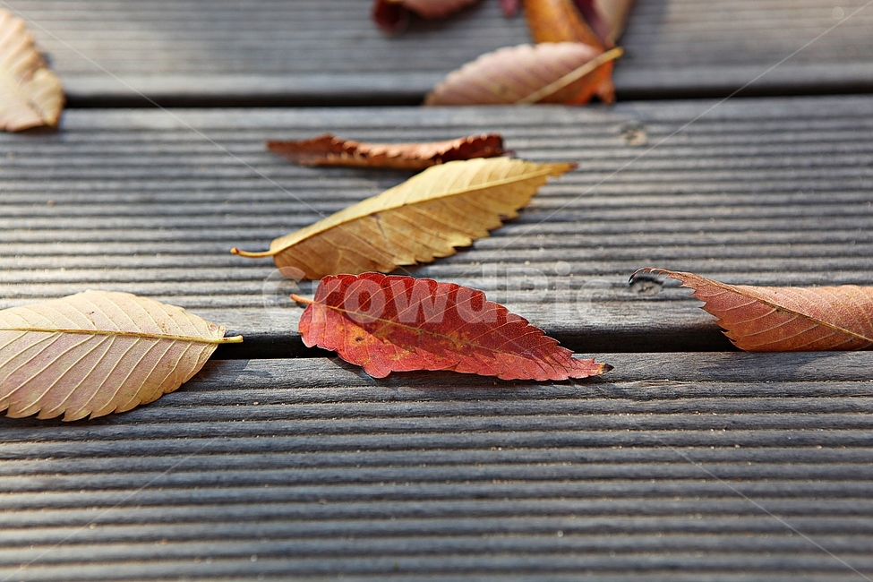 단풍,낙엽,식물,자연,공원,색감,색깔,가을,계절,fall,autumn,season,식물,자연,plants,nature,leaf,잎,plant,tree,나무