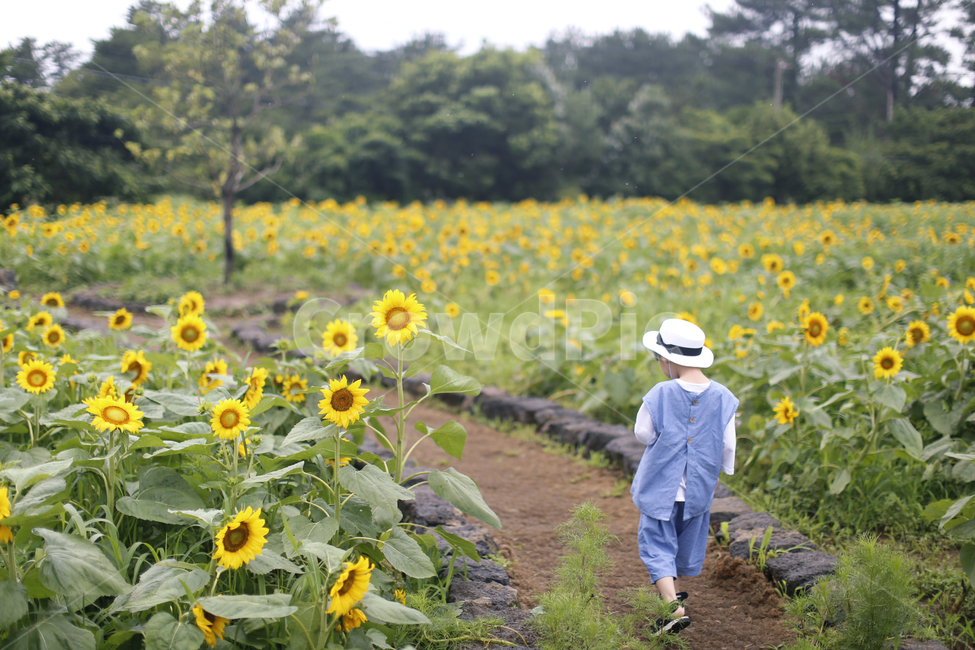 제주도,여행,산책,해바라기,뒷모습,아들,사람,인물,인간,human,person,어린이,어린아이,child,children,kid,여행,휴가,traveling,vacation,trip