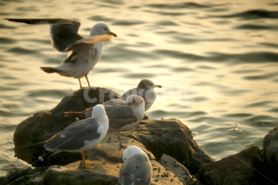 갈매기,새,바닷가,물결,조류,야생,바위,동물,animal,조류,새,birds