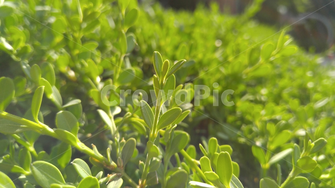 회양목,나무,녹색,그린,배경,감성,hualien,tree,green,background,emotional