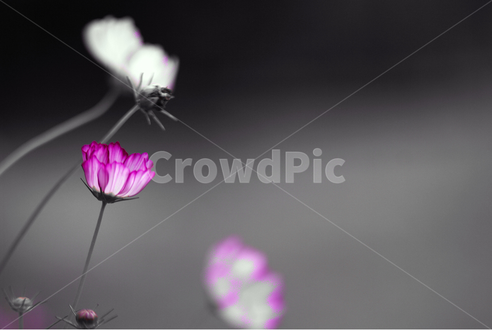 가을,코스코스,autumn,cosmos,진분홍,가을,계절,fall,autumn,season,식물,자연,plants,nature,꽃,flower,흑백,모노톤,monochrome,black and white,plant,geranium,제라늄,blossom,petal,꽃잎
