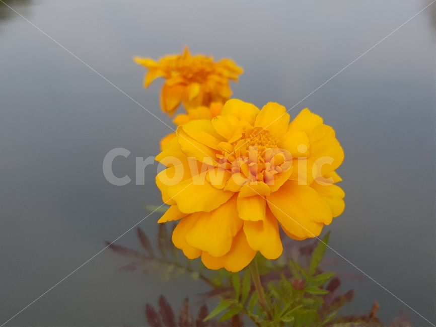 들꽃,노란꽃,자연,클로즈업샷,풍경,꽃,yellowflower,roadflower,nature,closeup,scenery,flower,식물,자연,plants,nature,꽃,flower