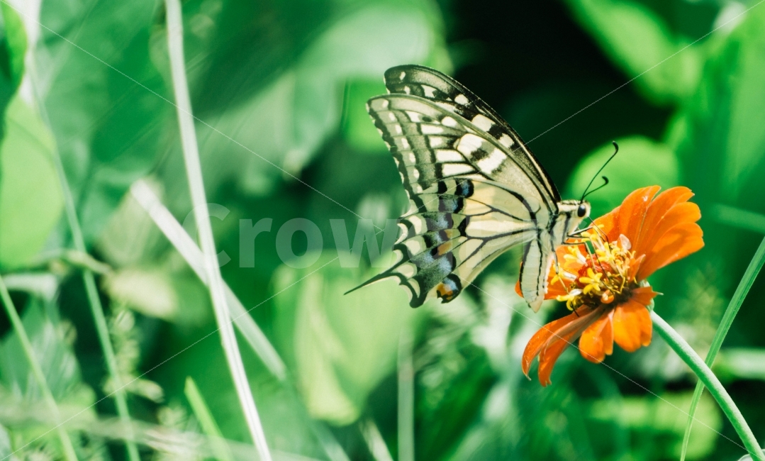 자영ㄴ,곤충,나비,꽃잎,꽃,풀,풀잎,식물,자연,plants,nature,꽃,flower,동물,animal,곤충,벌레,insect,bug,감성,sensible,feeling,색깔,색상,색채,색감,color sense,color sensitivity,feeling of color