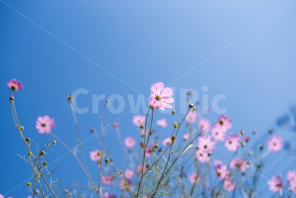 가을,코스모스,하늘,sky,blue,가을,계절,fall,autumn,season,식물,자연,plants,nature,꽃,flower,감성,sensible,feeling,geranium,제라늄,blossom,plant,petal,꽃잎