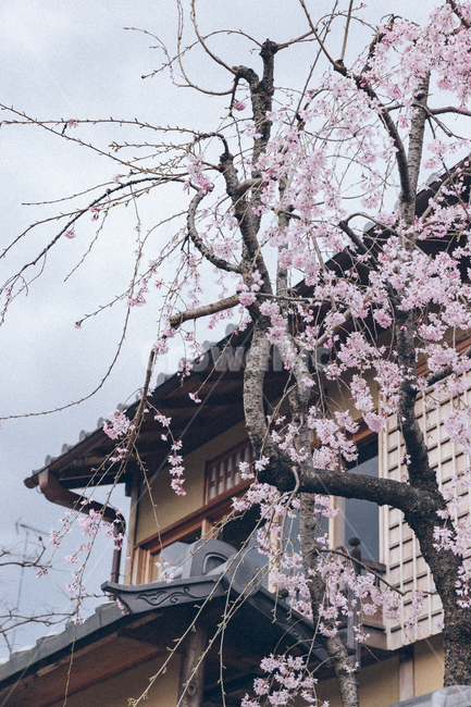 일본,벚꽃,풍경,cherryblossom,flower,해외,외국,세계,foreign,oversea,world,식물,자연,plants,nature,꽃,flower,나무,trees,wood,건축물,건물외관,exterior,building,structure,architecture,construction