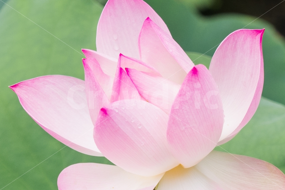 연꽃,연,lotus,식물,불교,로터스,진흙,구자,당신은마음마저도아름답습니다,아름다움,분홍,분홍꽃,자연,풍경,물방울,부다,연못,핑크,이제염오,불여악구,계향충만,본체청정,면상희이,유연불삼,구자재길,개부구족,성숙청정,생기유상,청순한마음,식물,자연,plants,nature,꽃,flower