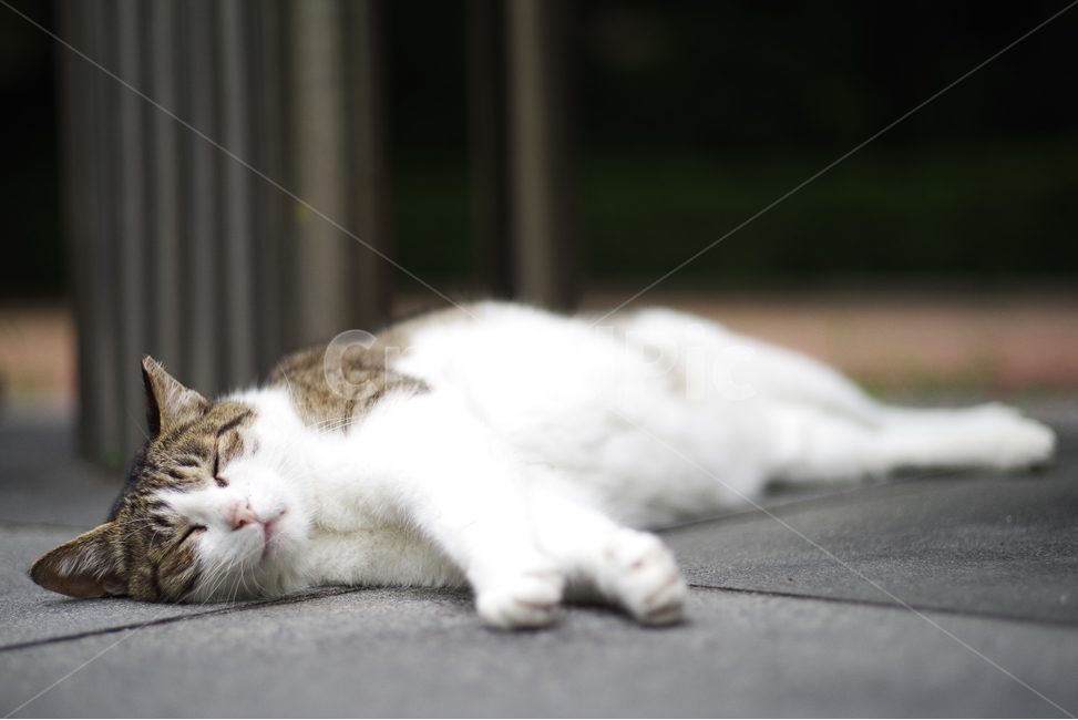 고양이,길고양이,길냥이,동물,야생동물,야생,자연,생물,귀여움,포유류,생명,애완동물,cat,kitty,kitten,cute,lovely,adorable,pet,animal,wild,wildlife,wildanimal,street,streetcat,stray,straycat,동물,animal,포유류,mammal,고양이,cat,kitten,kitty