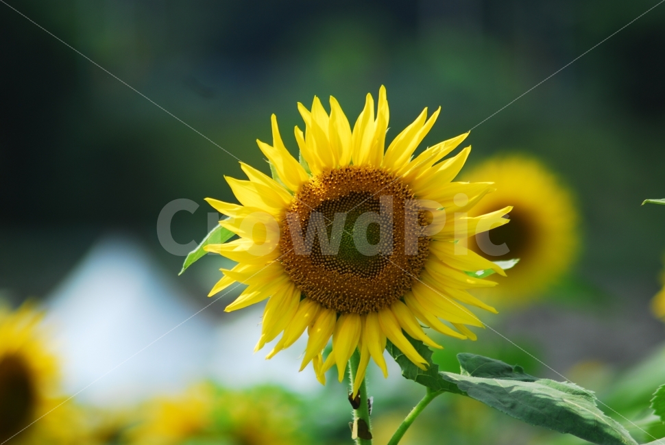 해바라기,sunflower,꽃,식물,여름꽃,자연,여름,계절,summer,season,식물,자연,plants,nature,꽃,flower,plant,blossom