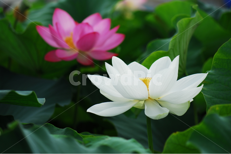 꽃,연꽃,관곡지,불교,여름,식물,자연,plants,nature,꽃,flower