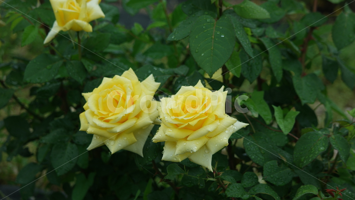장미,장미꽃,장미원,로즈,薔薇,rose,식물,자연,plants,nature,꽃,flower