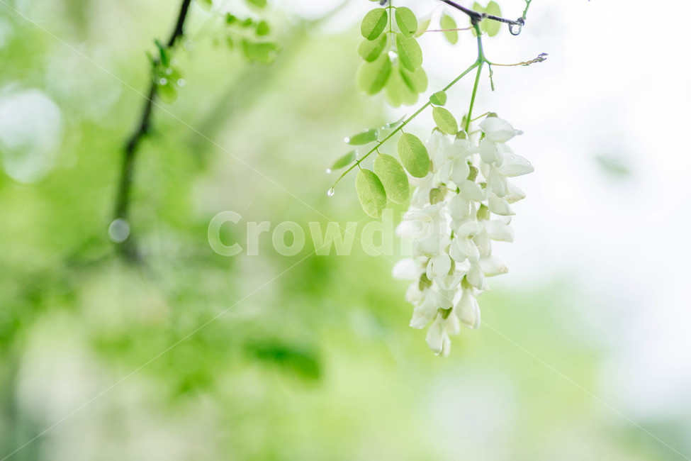 꽃,flower,아카시아,여름,풍경,식물,자연,plants,nature,꽃,flower,감성,sensible,feeling,휴식,힐링,rest,relaxation,healing