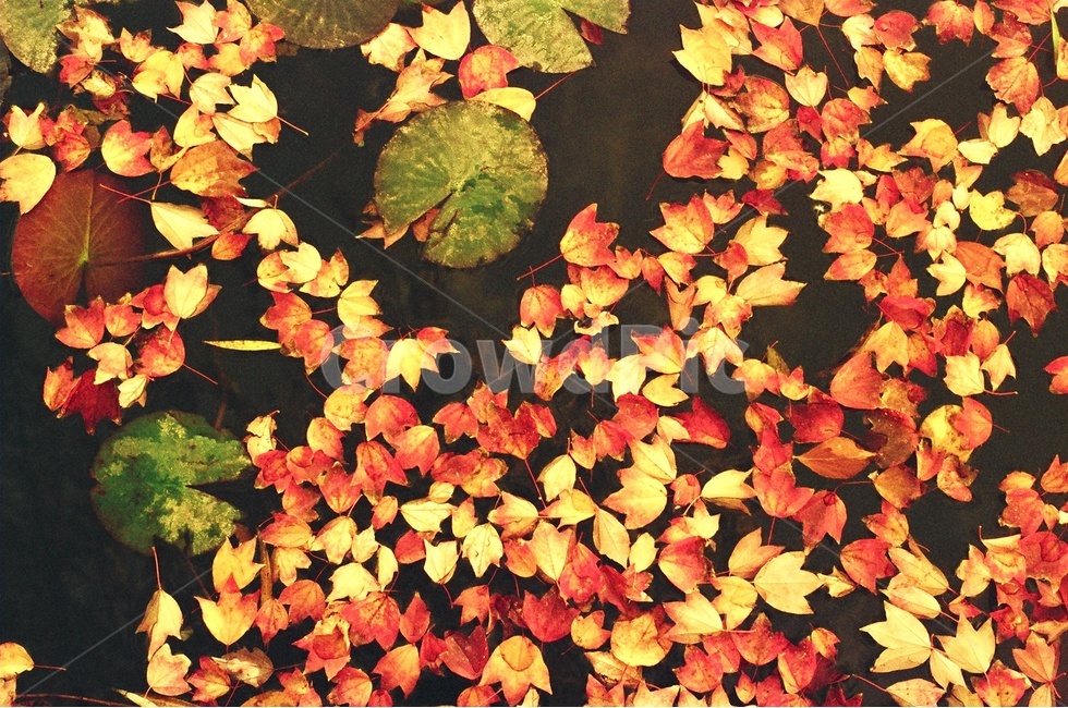필름사진,호수,빈티지,낙엽,세피아,감성사진,가을,계절,fall,autumn,season,식물,자연,plants,nature,감성,sensible,feeling,leaf,잎,plant,tree,나무,maple,단풍