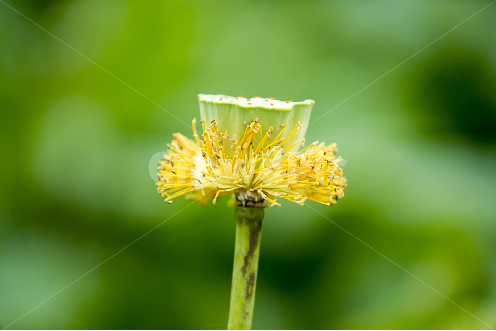 연꽃,여름,매크로,lotus,연꽃잎,식물,자연,plants,nature,꽃,flower