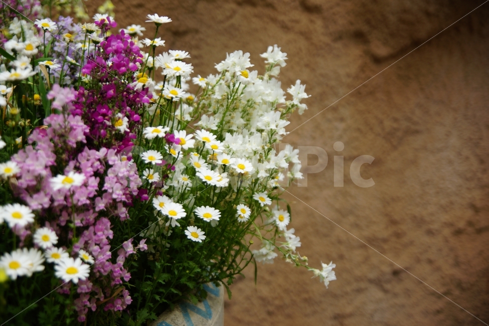 꽃,생화,흰색,보라,연보라,보라색,연보라색,감성,식물,자연,plants,nature,꽃,flower