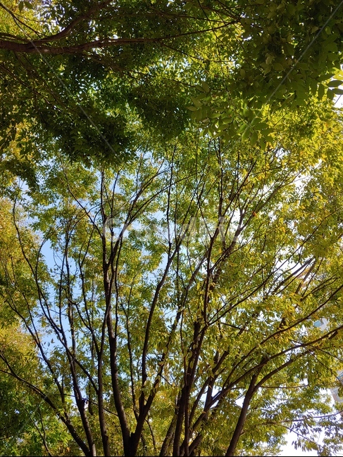 tree,나무,plant,식물,나무줄기,treetrunk,자연,풍경,nature,landscape,tree trunk,나무 줄기