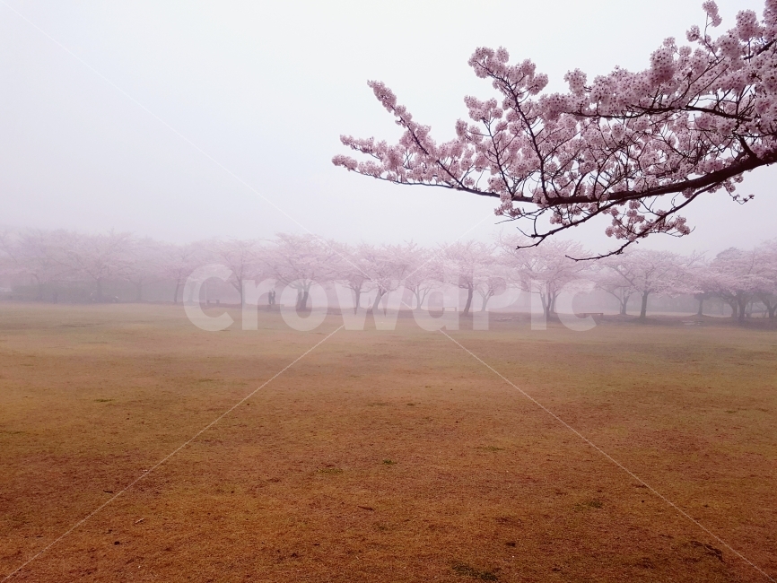 벚꽃,제주도,제주대,안개,나무,왕벚꽃,꽃길,아침,새벽,잔디,공원,운동장,대학교,제주대학교,제주,감성사진,여행,분홍색,꽃,봄,매화,사랑,구름,자연,사진,봄,계절,spring,season,자연,풍경,nature,landscape,식물,plants,나무,trees,wood
